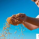 Legumes being poured from man's hands